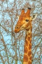 Giraffe portrait South Africa Royalty Free Stock Photo