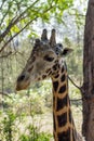 Giraffe animal portrait in Africa Royalty Free Stock Photo