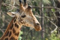 Giraffe portrait taken on safari in Africa Royalty Free Stock Photo