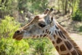 Giraffe portrait taken on safari in Africa Royalty Free Stock Photo