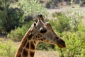 Giraffe portrait taken on safari in Africa Royalty Free Stock Photo