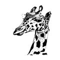 Giraffe portrait drawing