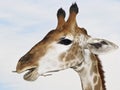 Giraffe portrait from zoo Royalty Free Stock Photo