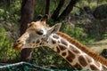 Giraffe portrait in the zoo