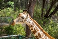 Giraffe portrait in the zoo Royalty Free Stock Photo