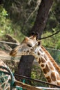 Giraffe portrait in the zoo Royalty Free Stock Photo