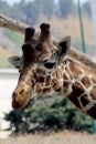 Giraffe Royalty Free Stock Photo