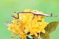 A giraffe praying mantis is looking for prey in a wildflower. Royalty Free Stock Photo