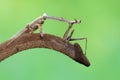 A giraffe praying mantis is looking for prey in a wildflower. Royalty Free Stock Photo