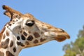 Giraffe Profile