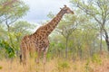 Giraffe profile in the bush, close up and portrait. Wildlife Safari in the Kruger National Park, the main travel destination in So Royalty Free Stock Photo