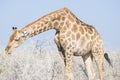 Giraffe profile in the bush, close up and portrait. Wildlife Safari in the Kruger National Park, the main travel destination in So Royalty Free Stock Photo