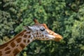 Giraffe profile