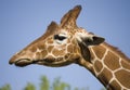 Giraffe profile head portrait