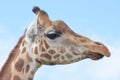 Giraffe, profile portrait with blue sky and clouds.