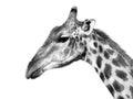 Giraffe profile portrait
