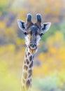 Giraffe Profile