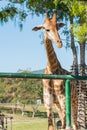 Giraffe at public zoo in Thailand, Animal wildlife Royalty Free Stock Photo