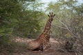 Giraffe in QuiÃÂ§ama - Kissama Park in Angola - Africa