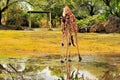 Giraffe After the Rain Royalty Free Stock Photo