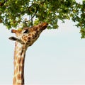 Giraffe reaching high up to the trees