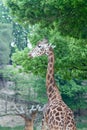 Giraffe reaching for leaves