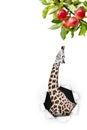 Giraffe Reaching Leaves Royalty Free Stock Photo