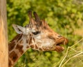 Giraffe reaching for some twigs to eat Royalty Free Stock Photo