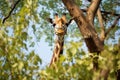 giraffe reaching tall tree leaves with its long neck