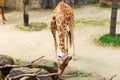 Giraffe Reaching the Tree Branch on the Ground