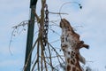 Giraffe, reaching up and eating leaves from a tall tree at Port Lympne Safari Park, Kent UK