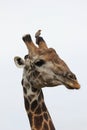 Giraffe with red-billed Oxpecker Royalty Free Stock Photo