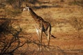 Giraffe with Red-billed Oxpeckers Royalty Free Stock Photo