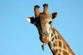 Giraffe with redbilled oxpecker Royalty Free Stock Photo