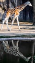 Giraffe With Reflection in Rain Puddle Royalty Free Stock Photo