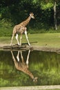 Giraffe with reflection in water