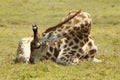 Giraffe resting Royalty Free Stock Photo