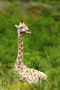 Giraffe resting during a cool summers day. Royalty Free Stock Photo