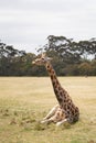 Giraffe resting in a green grass field Royalty Free Stock Photo