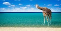 Giraffe resting in the sea Royalty Free Stock Photo