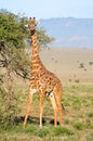 Giraffe restores itself in the branches