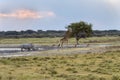 Giraffe and rhino Royalty Free Stock Photo