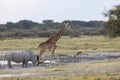 Giraffe and rhino Royalty Free Stock Photo