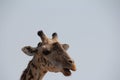 Giraffe at ruaha national park day time.