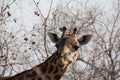 Giraffe at Ruaha national park ,Tanzania east Africa. Royalty Free Stock Photo