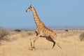 Giraffe running on African plains