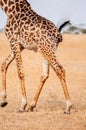 Giraffe running in grass field of Serengeti Savanna - African Tanzania Safari trip Royalty Free Stock Photo