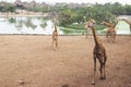 Giraffe running in the zoo