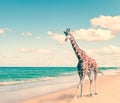 The giraffe runs on sand at seacoast,with retro effect