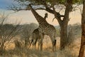 Giraffes in Africa, Golden Hour